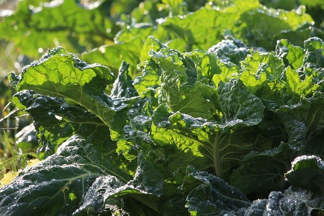 Growing Collard Greens From Seed  Whitwam Organics