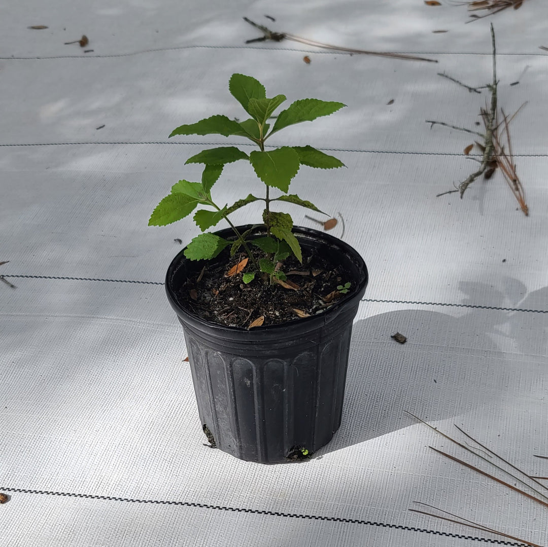 American Beautyberry (Callicarpa americana)(Florida Native)