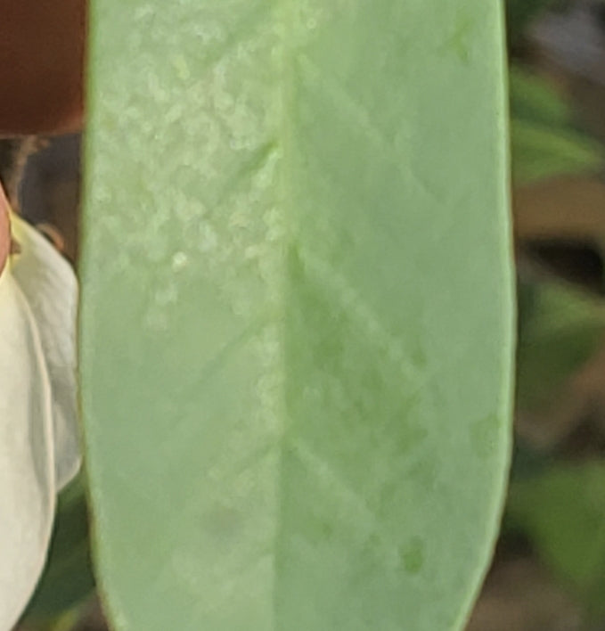 Netted Pawpaw (Asimina reticulata)(Florida Native)