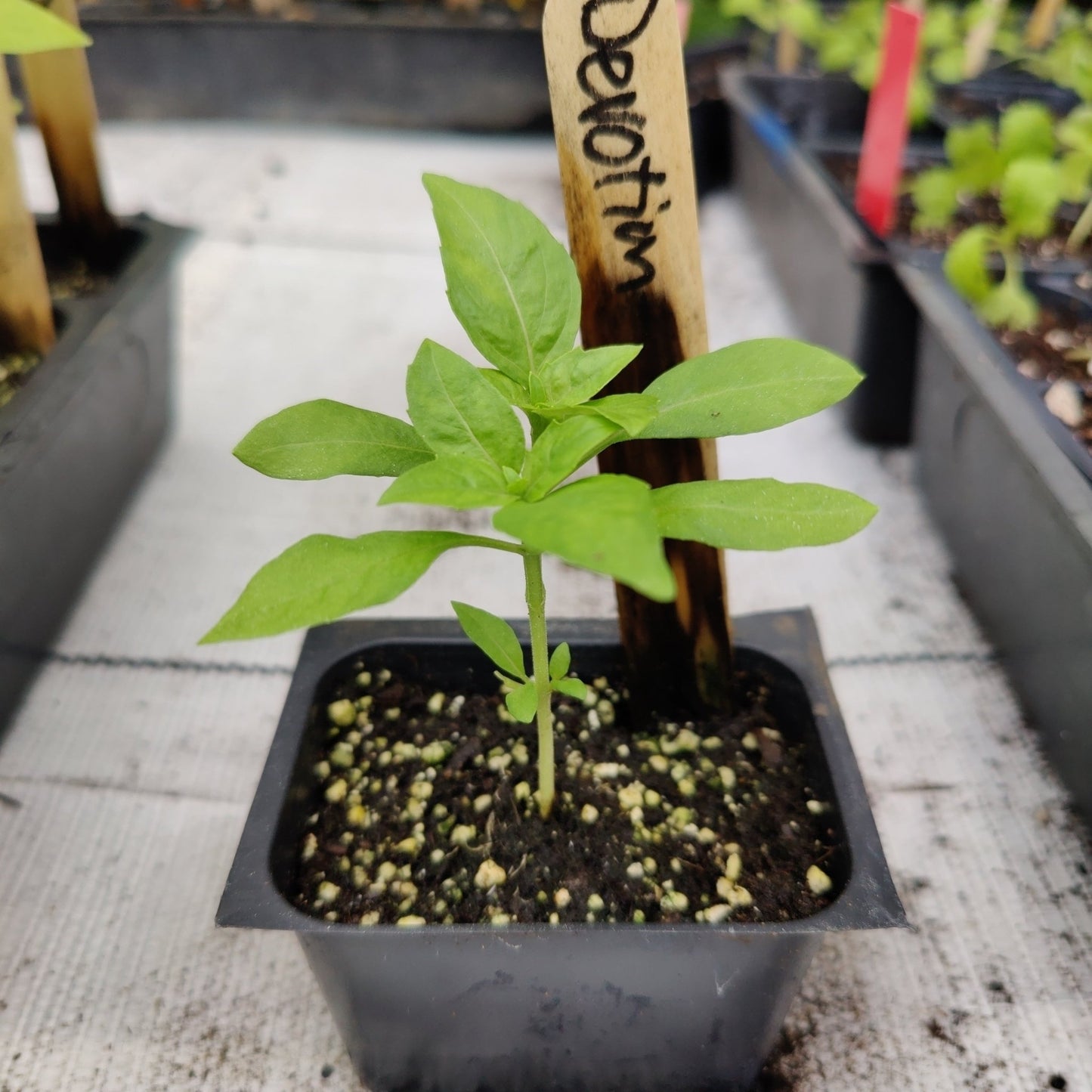 Basil - Genovese - type Basil - Rutgers Devotion - Downy Mildew Resistant - Whitwam Organics