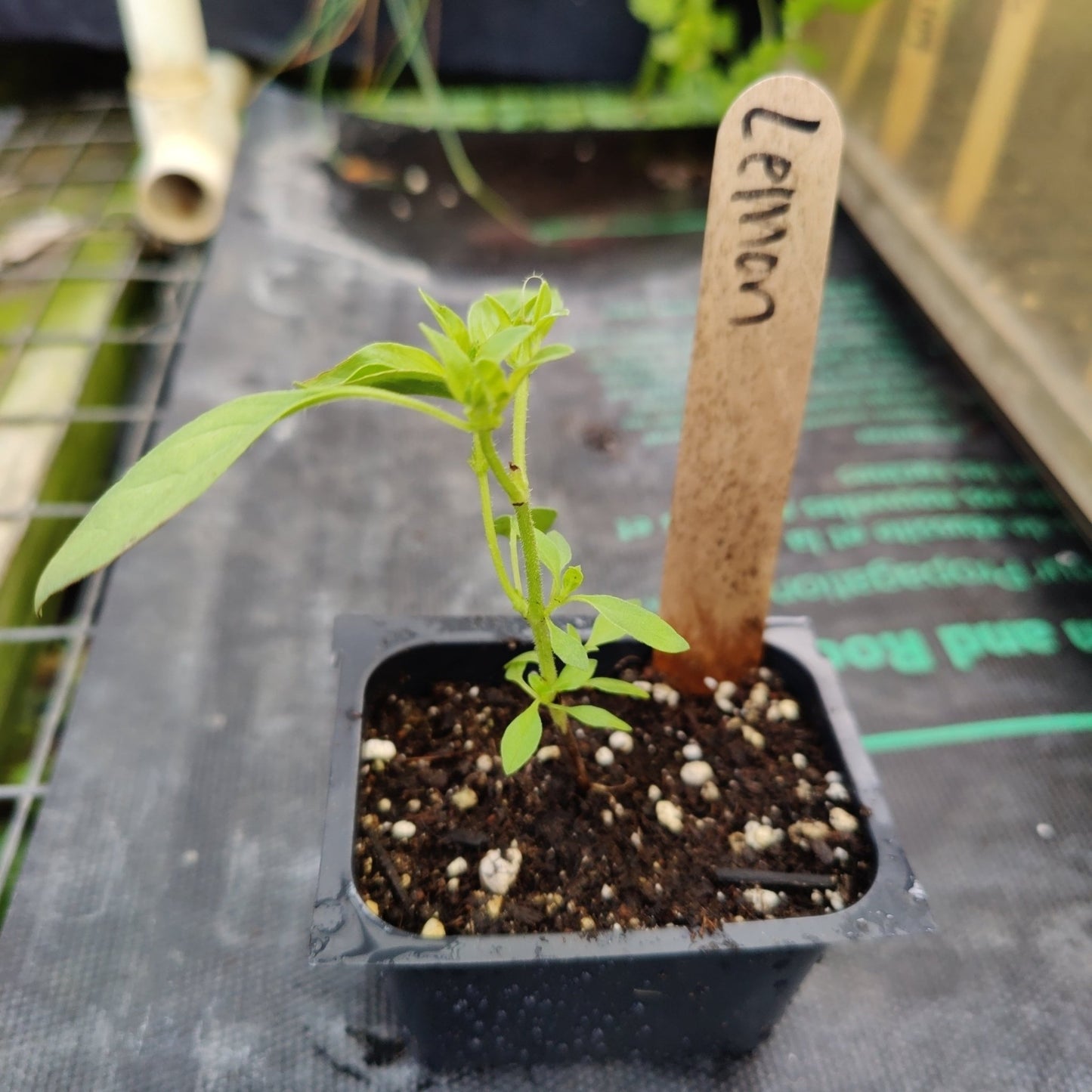 Basil - Lemon - Whitwam Organics