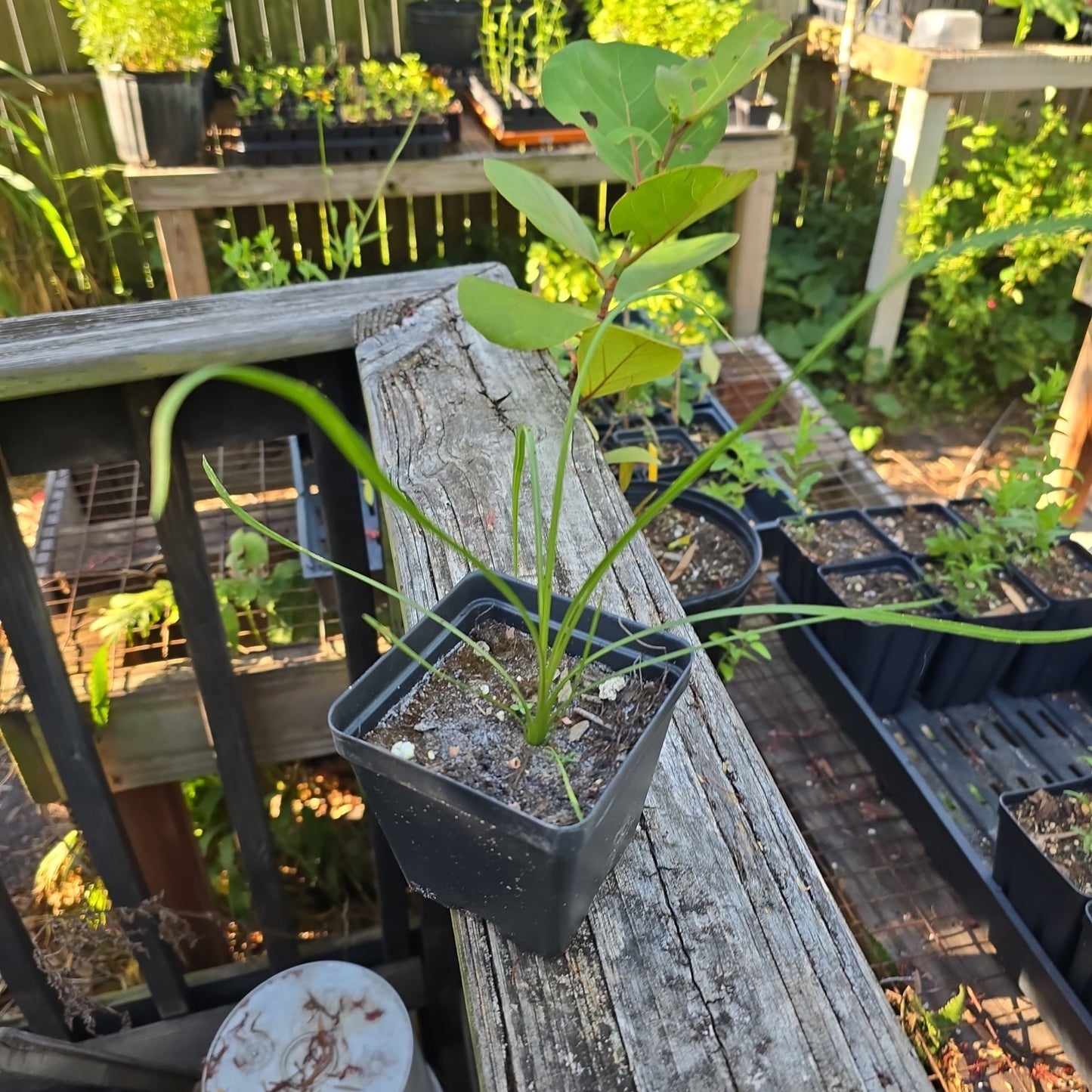 Blazing star - Shortleaf (Liatris tenuifolia) (Florida Native) - Whitwam Organics
