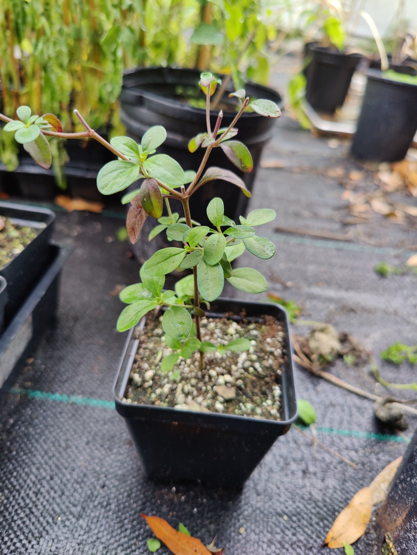 Blue Curl (Trichostema dichotomum) (Florida Native) - Whitwam Organics