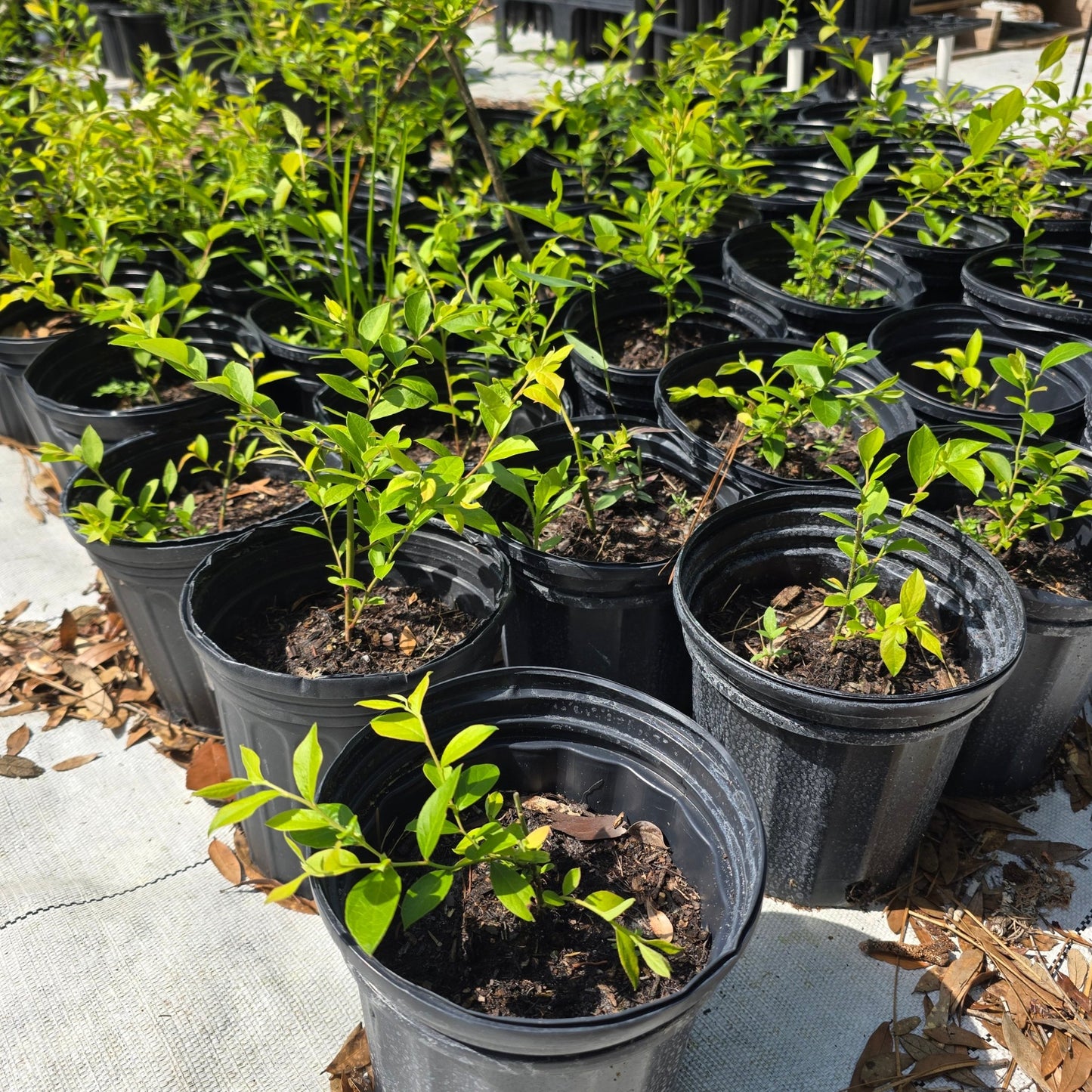 Blueberry - Black Highbush Blueberry (Vaccinium fuscatum)(Florida Native) - Whitwam Organics