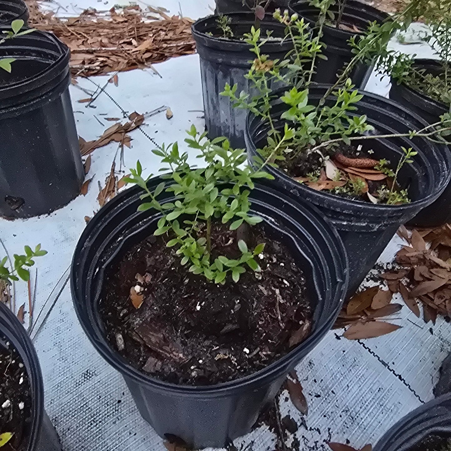 Blueberry - Shiny Blueberry (Vaccinium myrsinites)(Florida Native) - Whitwam Organics