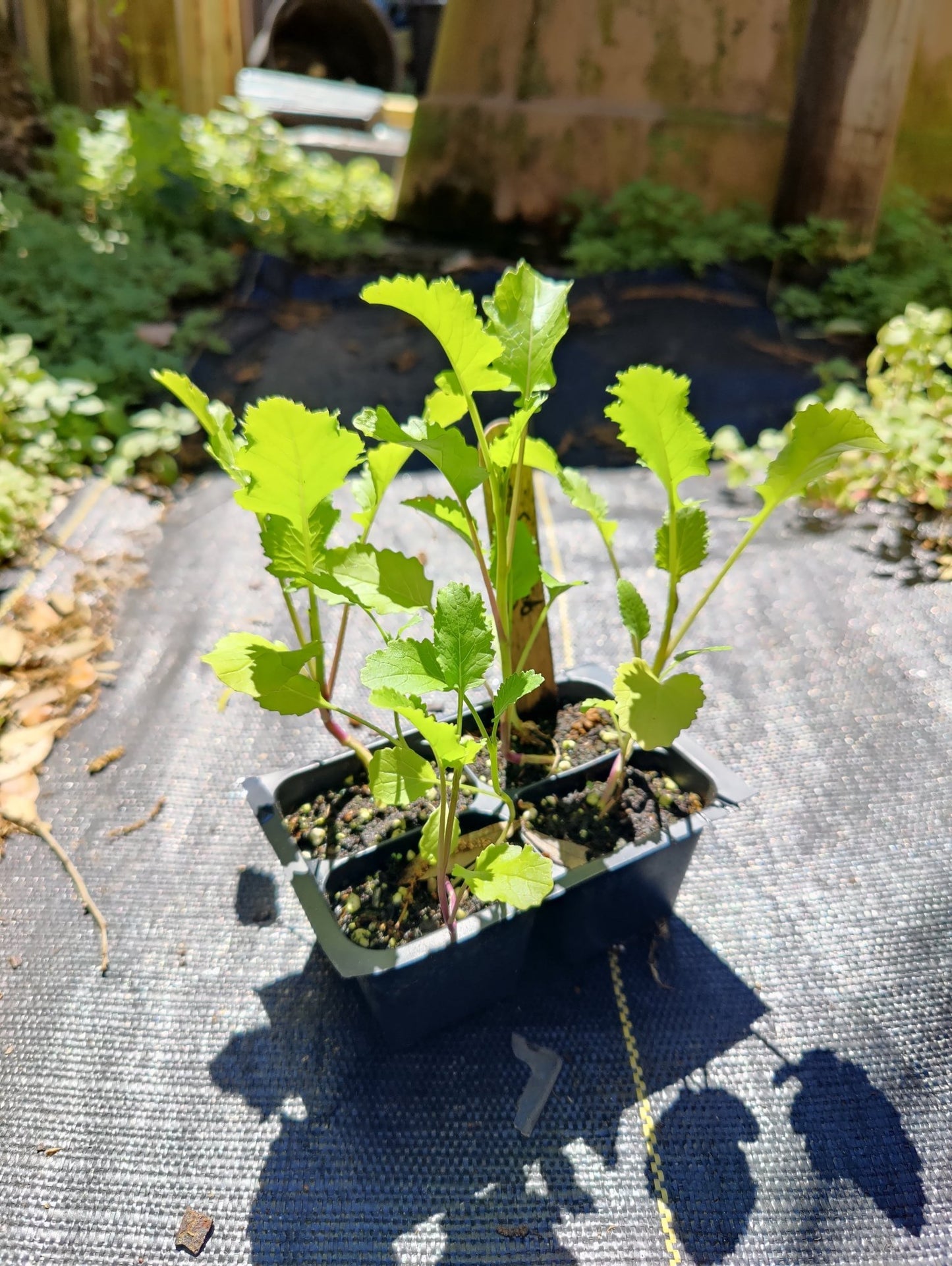 Broccoli Raab - Early Spring Rapini - Whitwam Organics