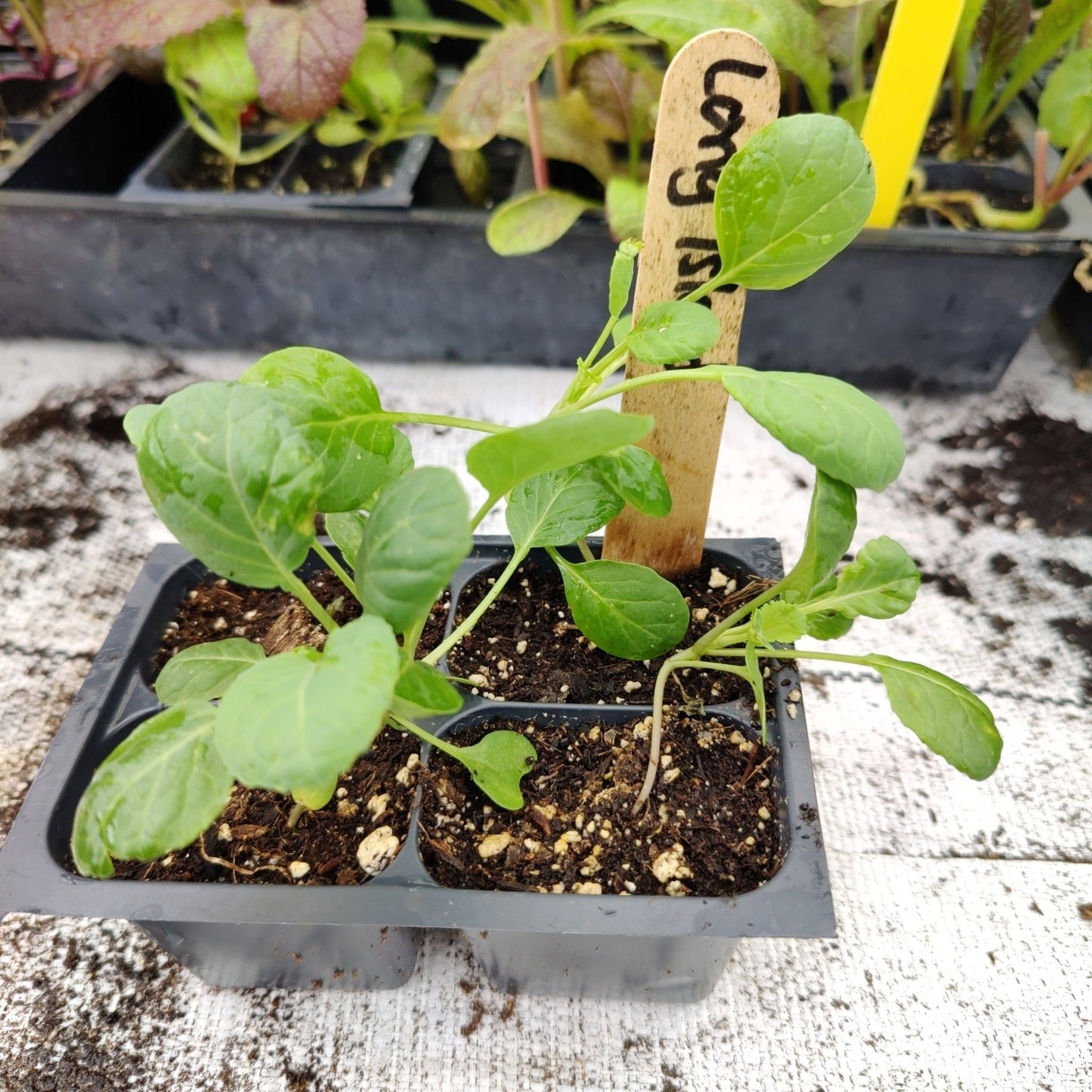 Brussels Sprouts - Long Island Improved - Whitwam Organics