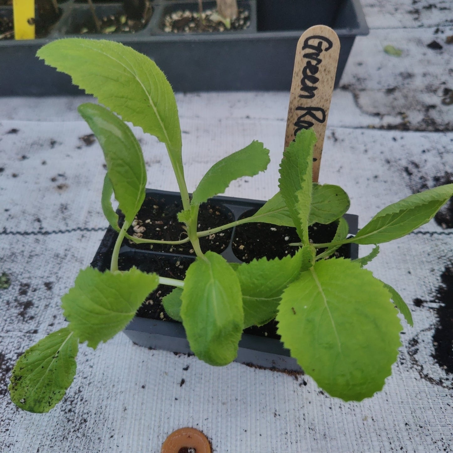 Cabbage - Green Rocket Chinese - Whitwam Organics