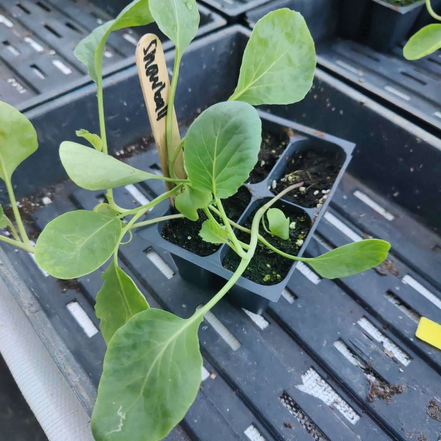 Cauliflower - Snowball - Whitwam Organics