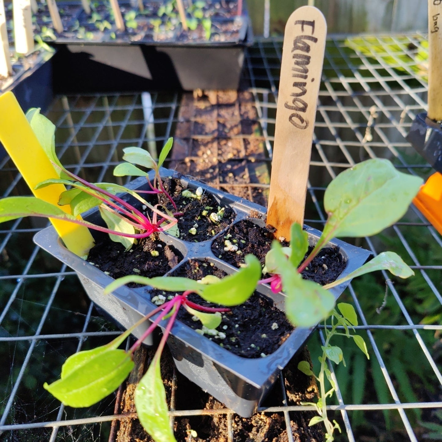 Chard - Flamingo - Whitwam Organics