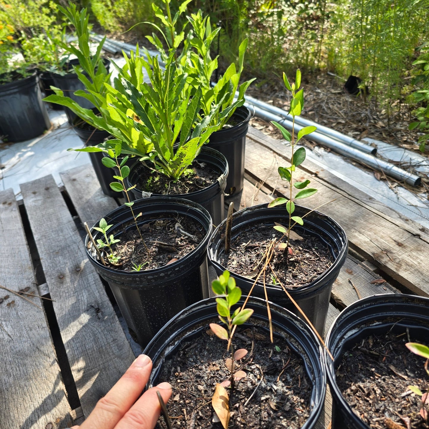 Coral Honeysuckle (Lonicera sempervirens)(Florida Native) - Whitwam Organics
