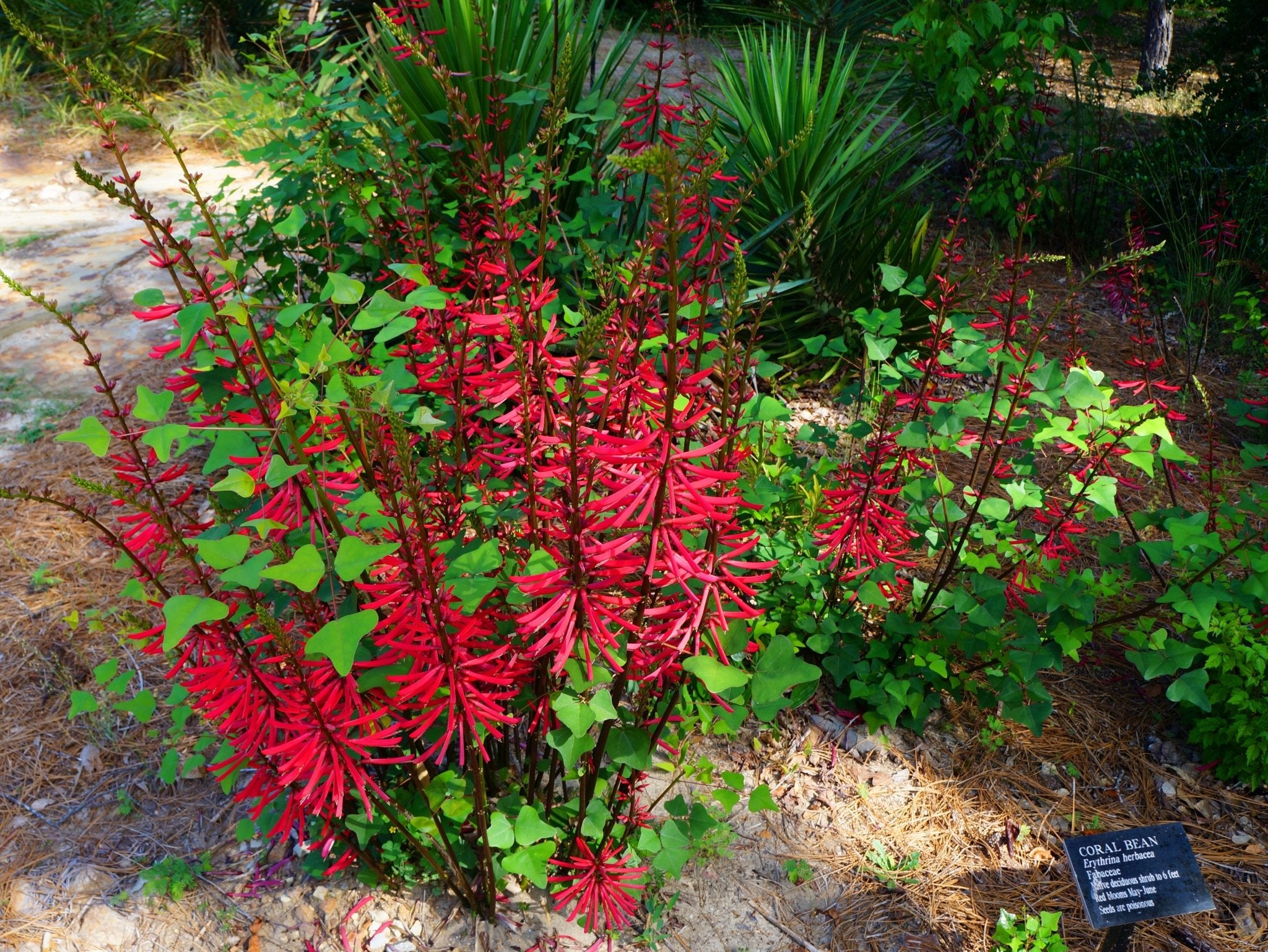 Coralbean (Erythrina herbaria)(Florida Native) – Whitwam Organics