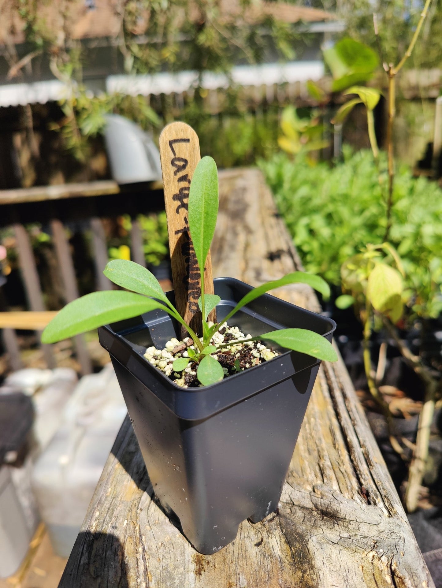Coreopsis - Large Flowered Tickseed (Coreopsis grandiflora) (Florida Native) - Whitwam Organics