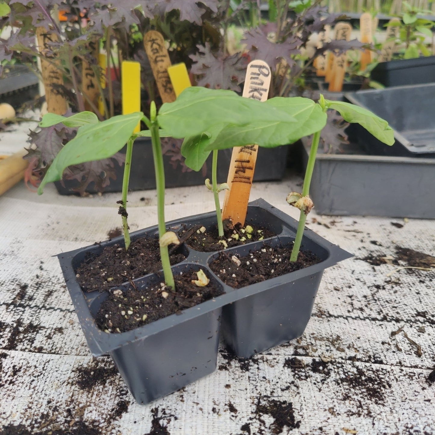 Cowpea - Pinkeye Purple Hull - Whitwam Organics