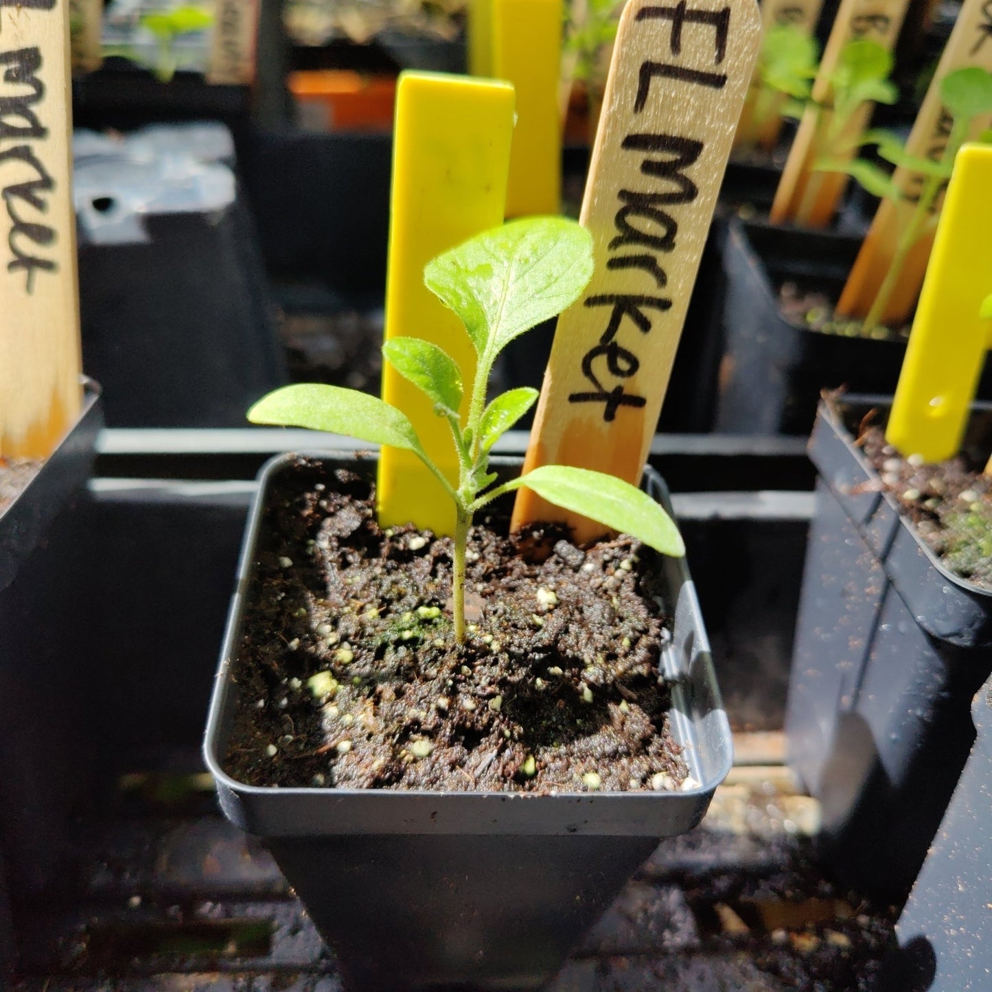 Eggplant - Florida Market (Florida Heirloom) - Whitwam Organics