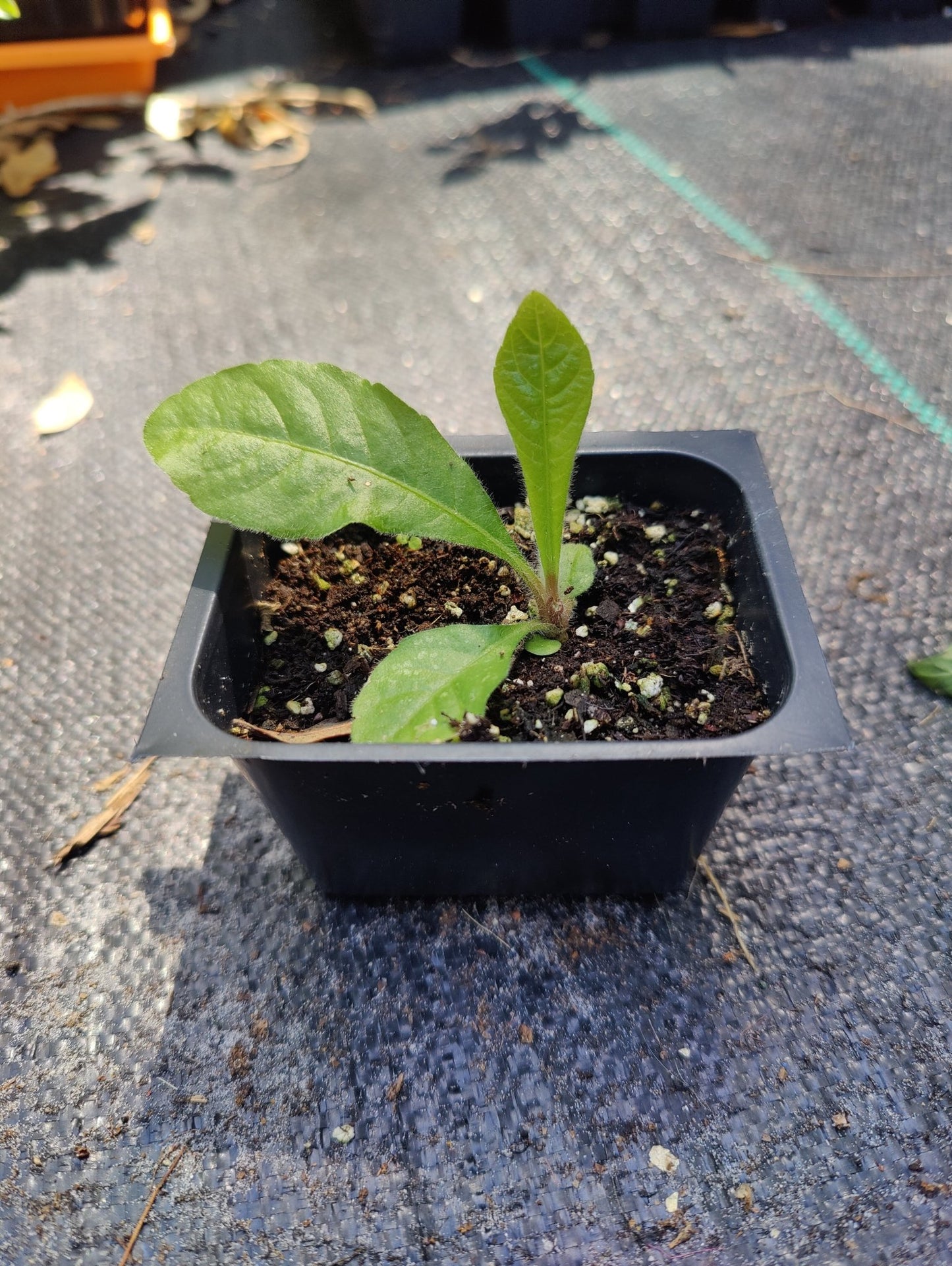 Elephant's Foot (Elephantopus elatus) (Florida Native) - Whitwam Organics