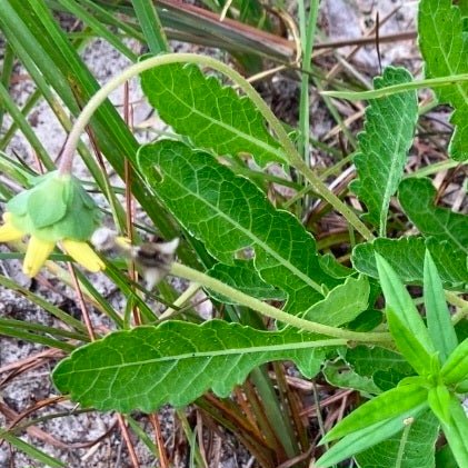Florida Greeneyes (Berlandiera subacaulis)(Florida Native) - Whitwam Organics