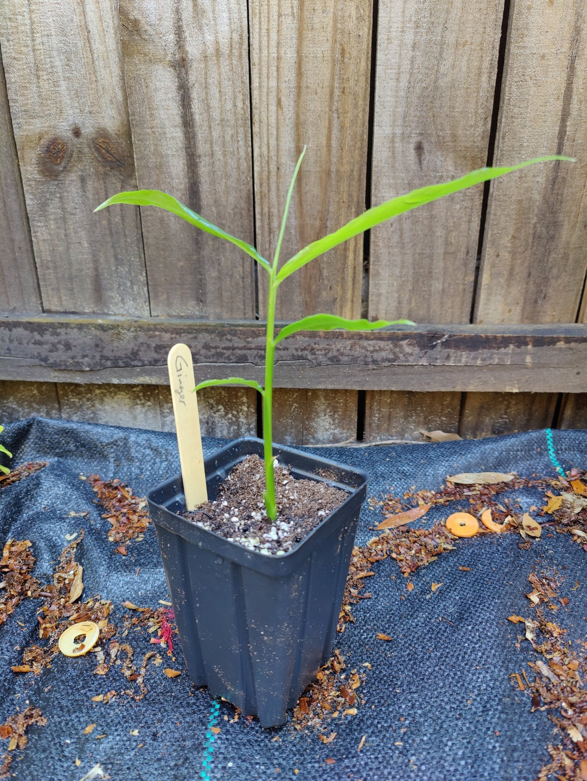 Ginger - (Zingiber officianale) - Whitwam Organics