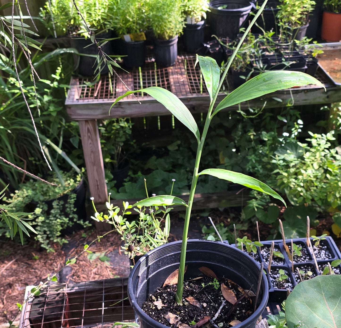 Ginger - (Zingiber officianale) - Whitwam Organics