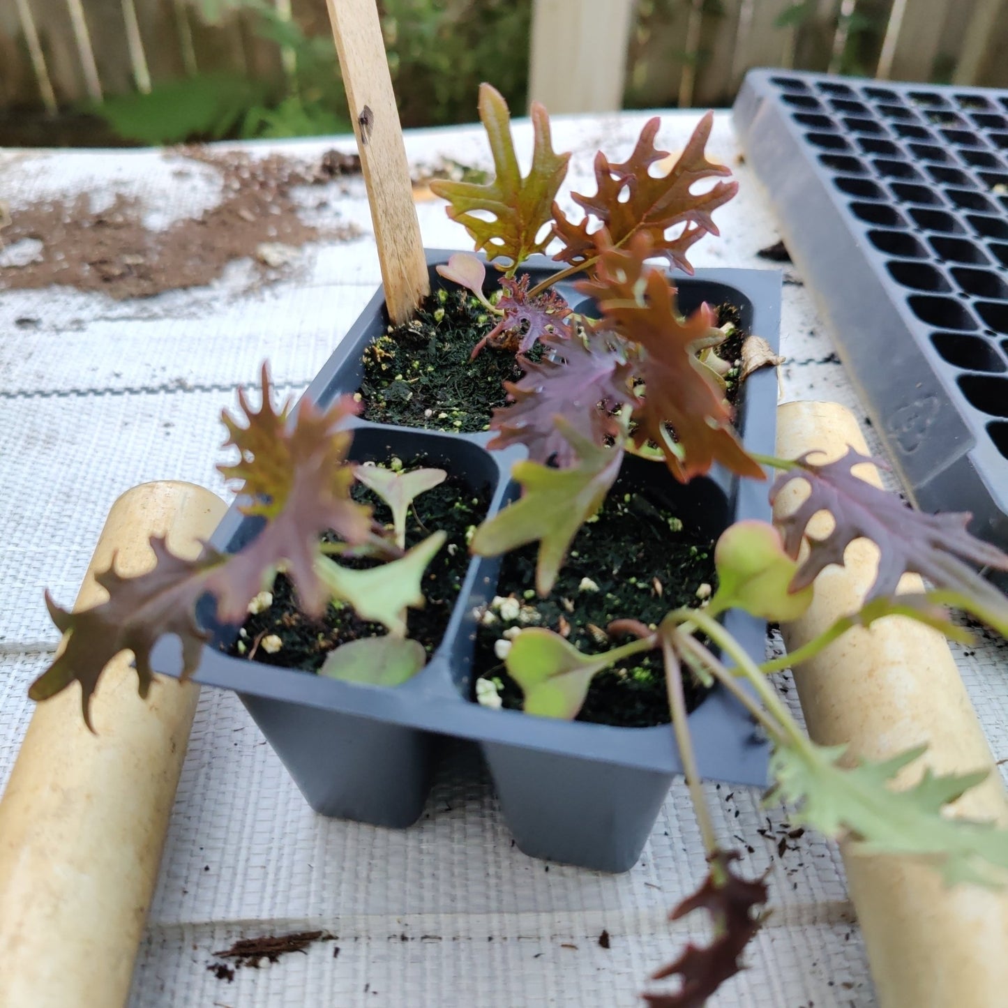 Kale - Red - Whitwam Organics