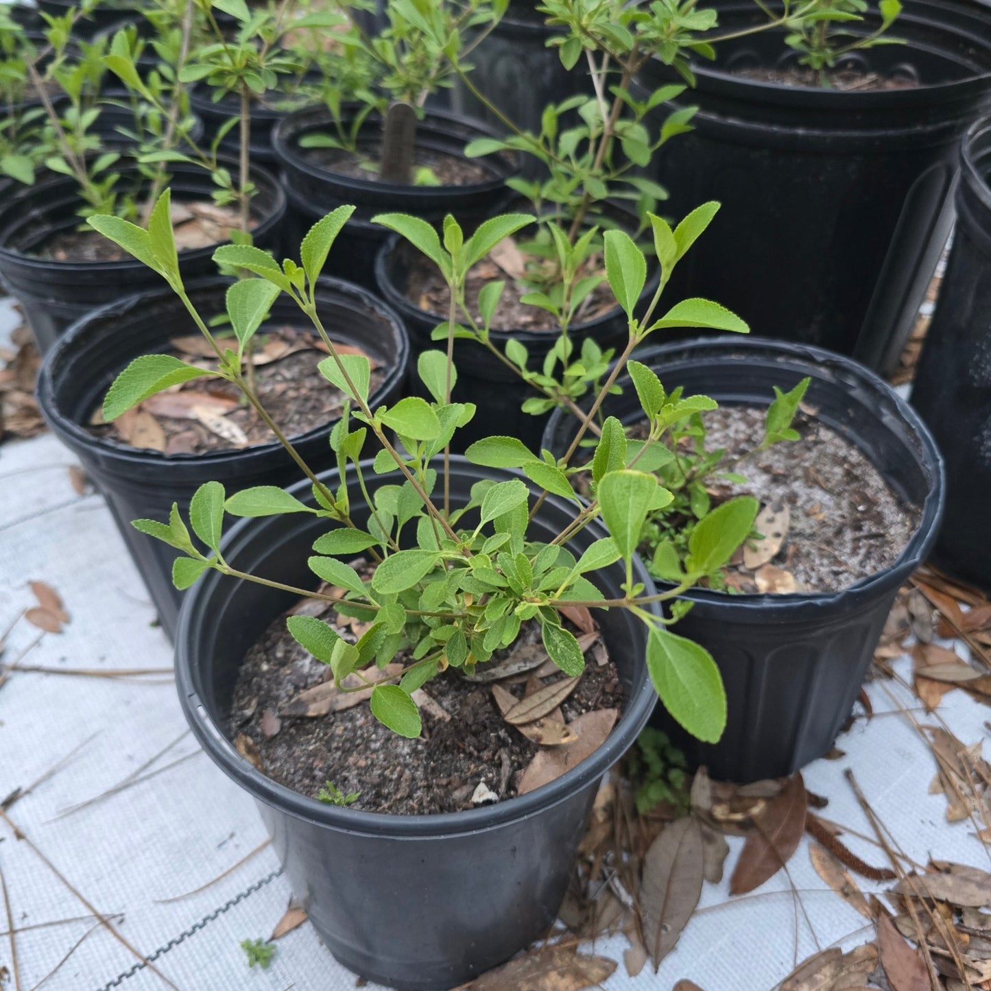 Lantana - Buttonsage (Lantana involucrata)(Florida Native) - Whitwam Organics
