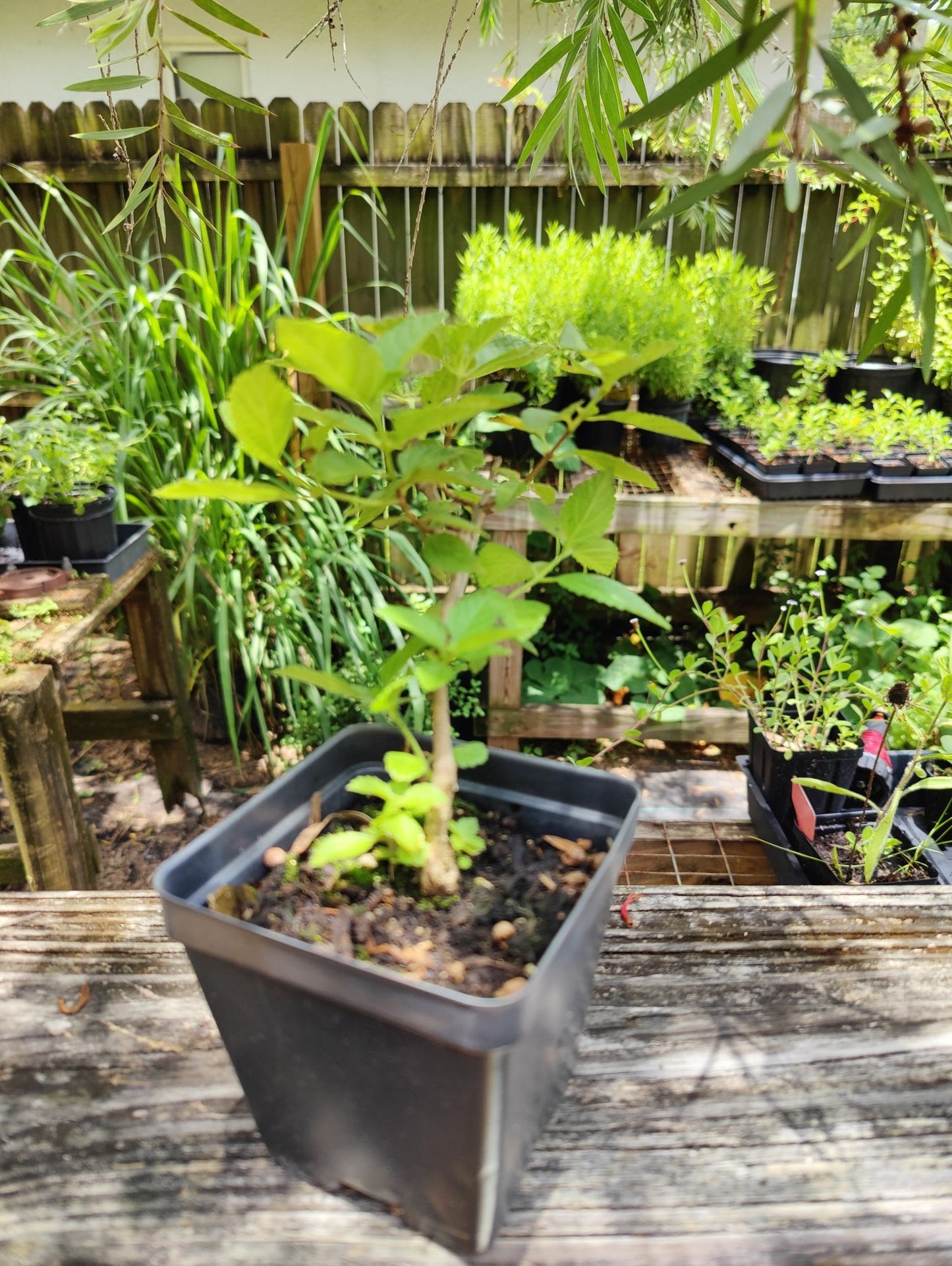 Lantana - New Gold Yellow Lantana (sterile) (Florida Friendly) - Whitwam Organics