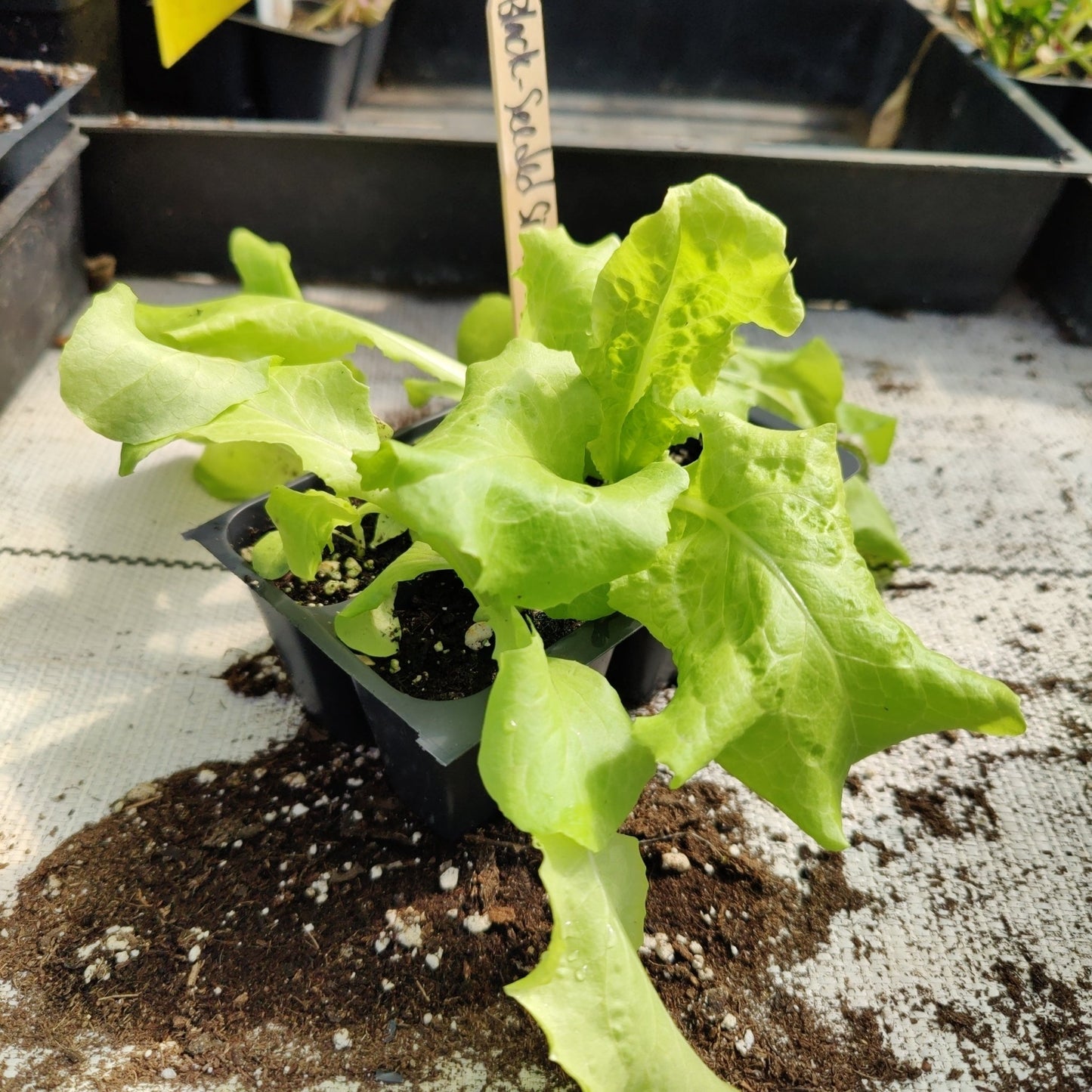 Lettuce - Black Seeded Simpson Leaf (Heirloom) - Whitwam Organics
