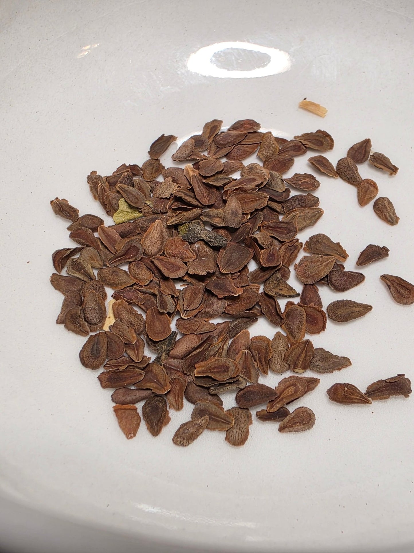 Milkweed - Butterflyweed (Asclepias tuberosa) (Florida Native) - Whitwam Organics