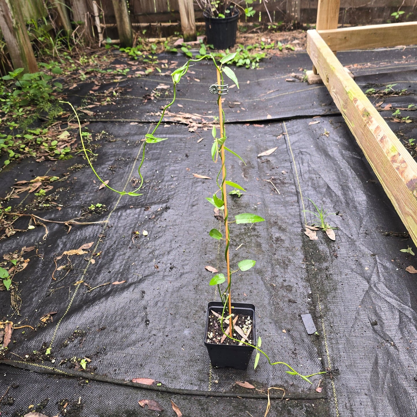 Milkweed Family - White Twinevine (Funastrum clausum) (Florida Native) - Whitwam Organics