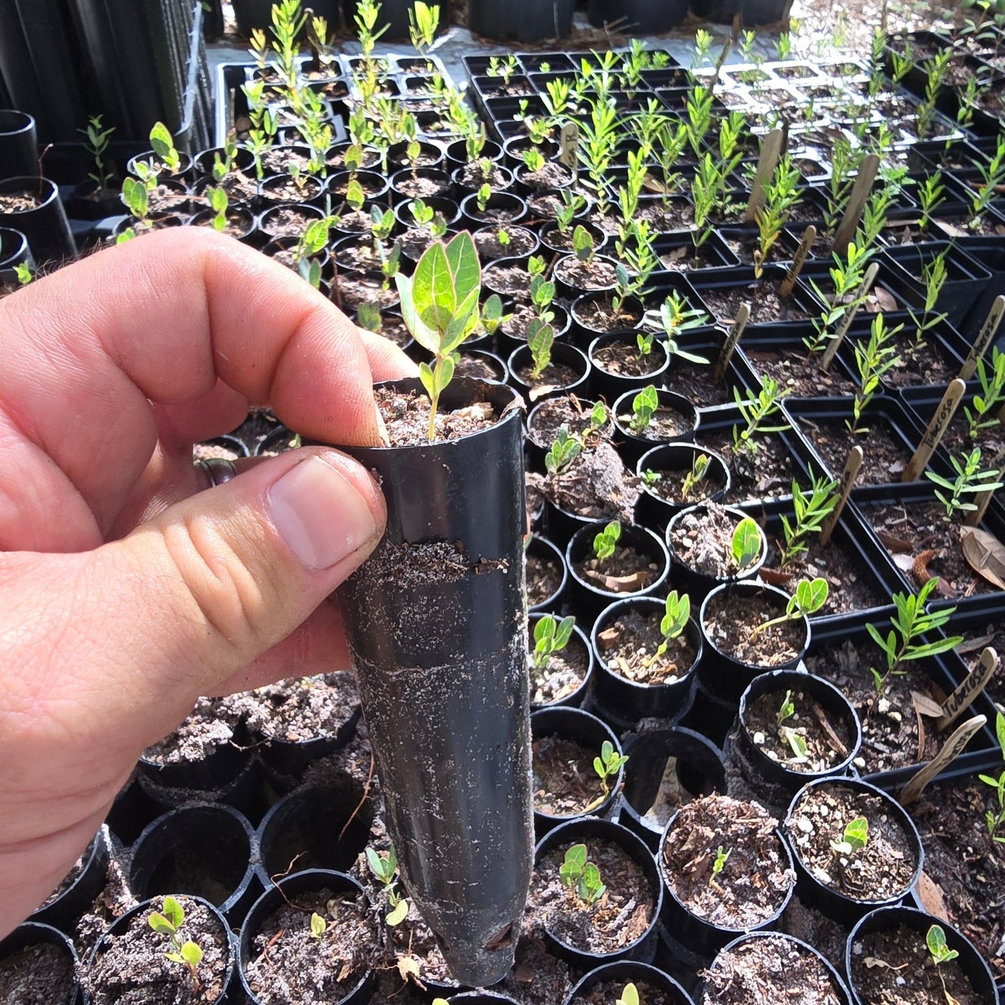 Milkweed - Sandhill Milkweed (Asclepias humistrata)(Florida Native) - Whitwam Organics