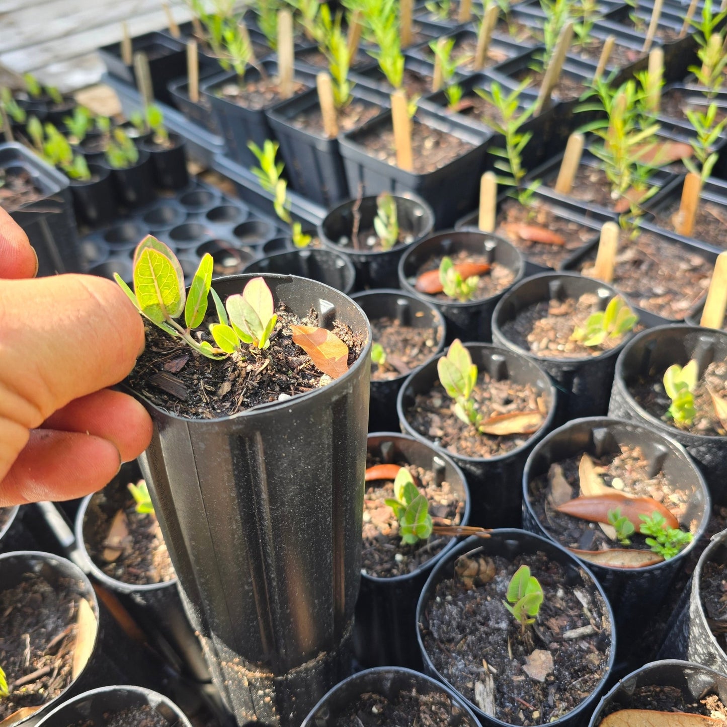 Milkweed - Sandhill Milkweed (Asclepias humistrata)(Florida Native) - Whitwam Organics