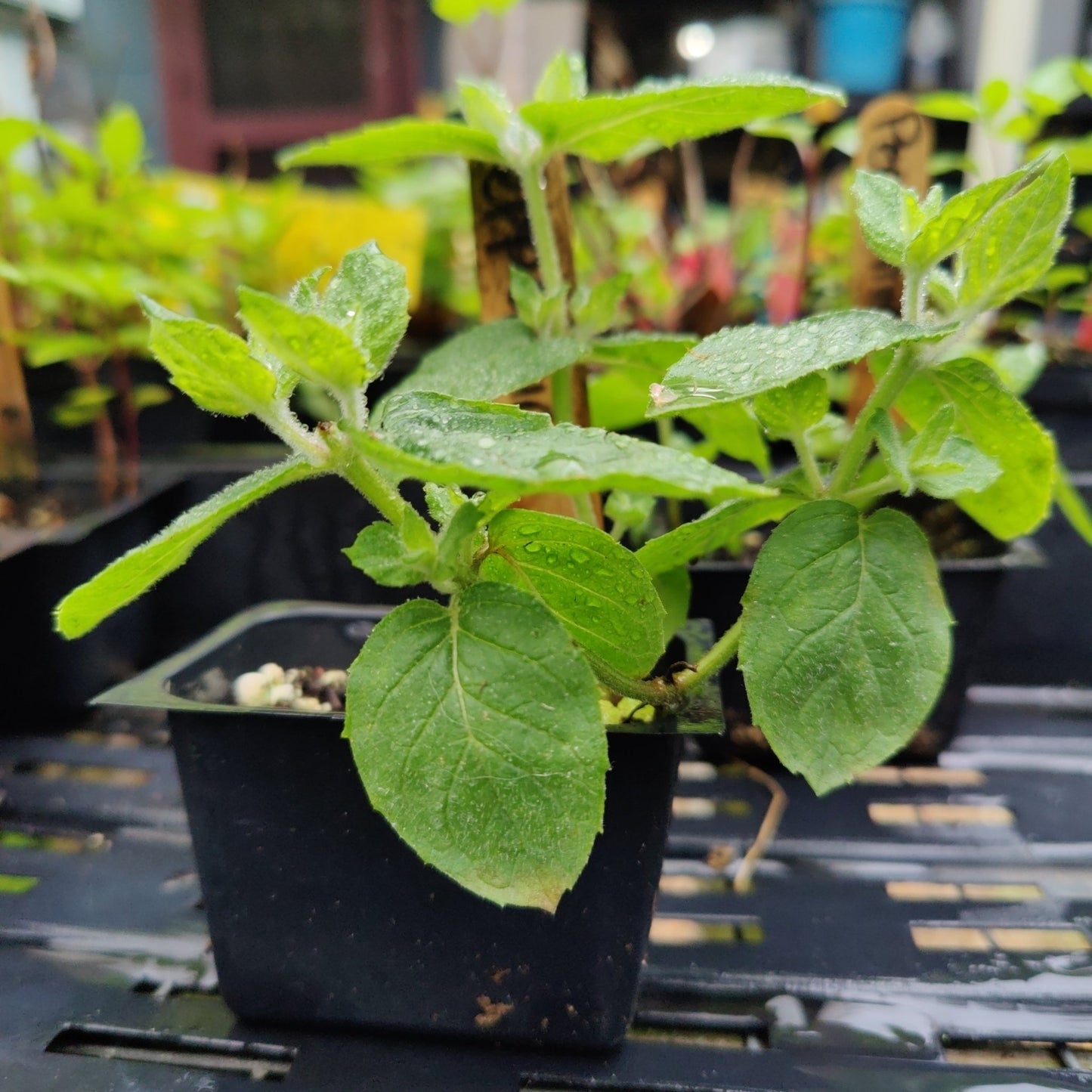 Mint - Peppermint - Whitwam Organics