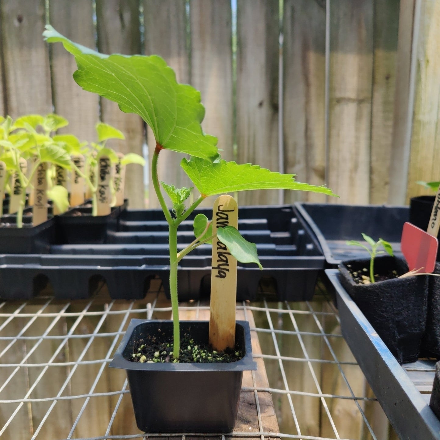 Okra - Jambalaya - Whitwam Organics