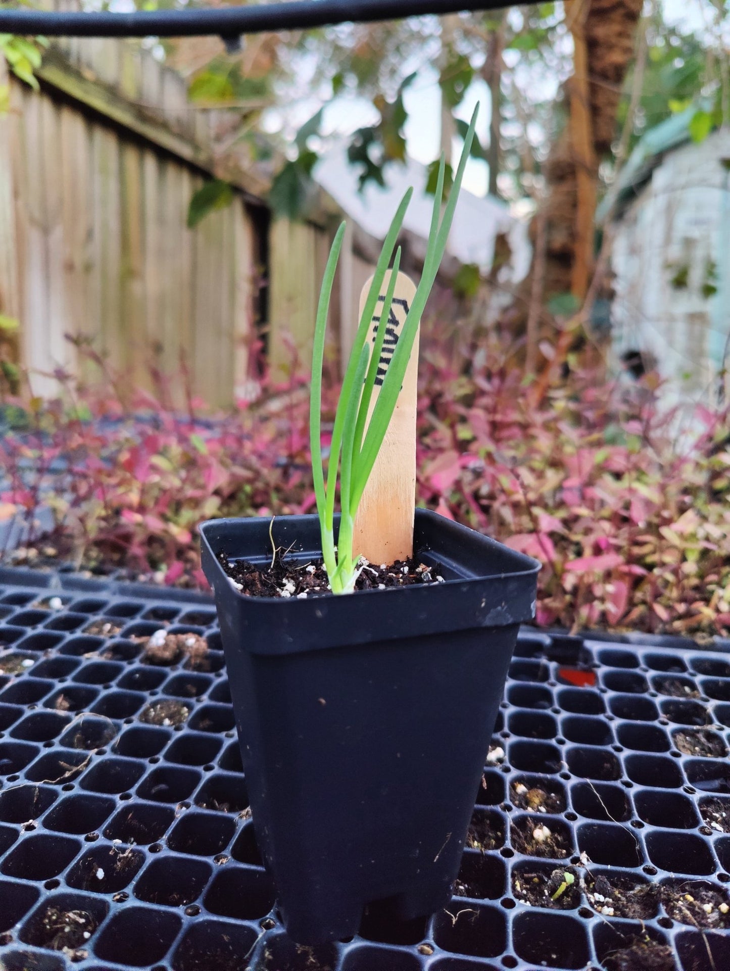 Onion - Florida Finley Onion (Florida Heirloom) - Whitwam Organics