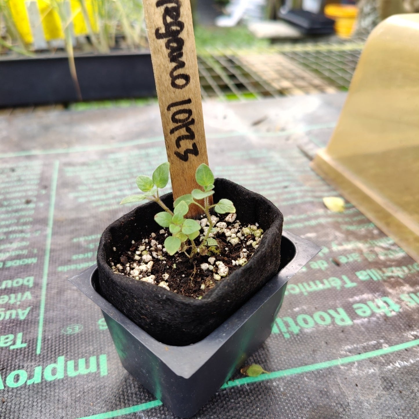 Oregano - Greek - Whitwam Organics