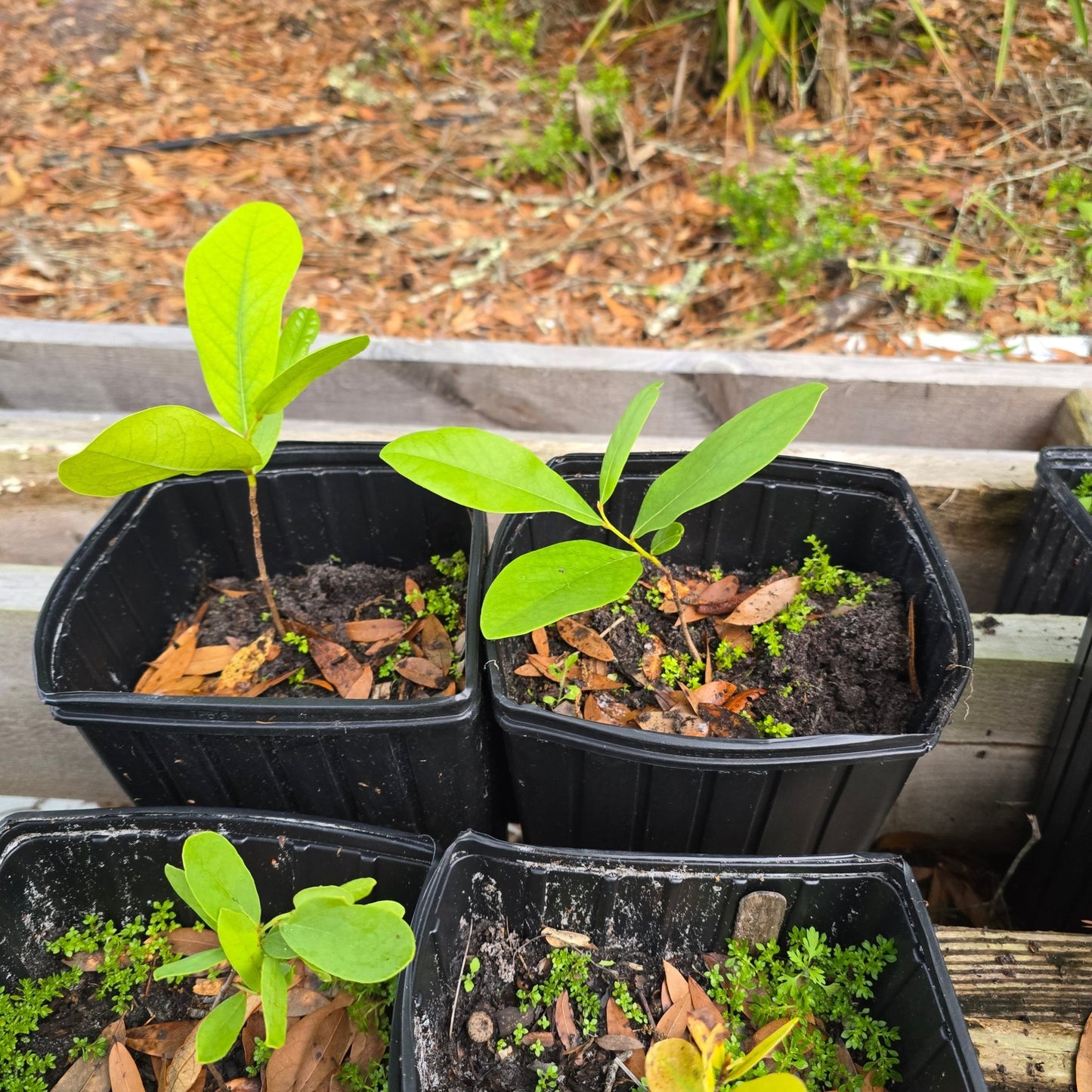 Pawpaw - Bigflower (Asimina obovata)(Florida Native) - Whitwam Organics