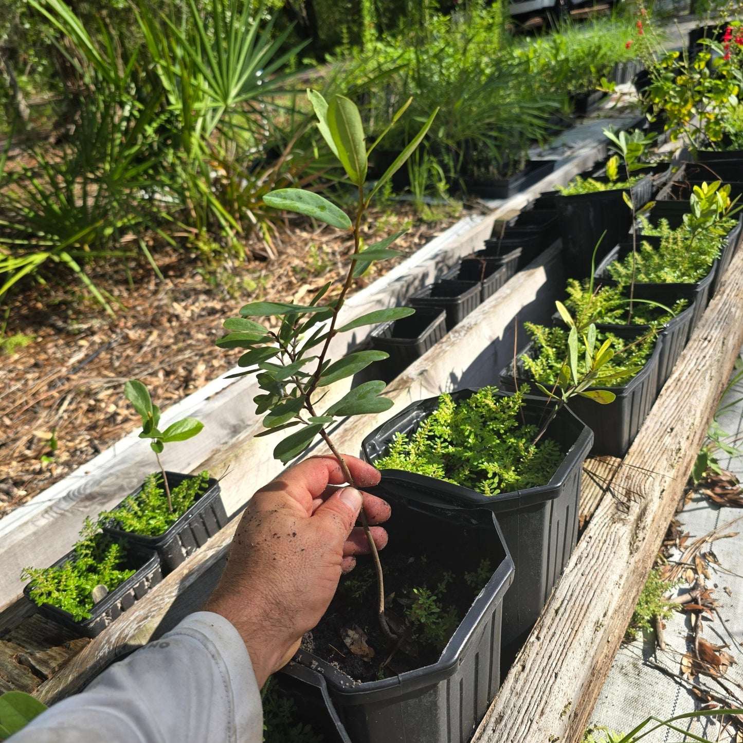 Pawpaw - Netted (Asimina reticulata)(Florida Native) - Whitwam Organics
