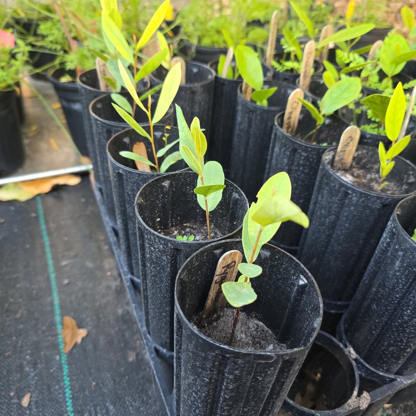 Pawpaw - Pygmy (Asimina pygmaea)(Florida Native) - Whitwam Organics
