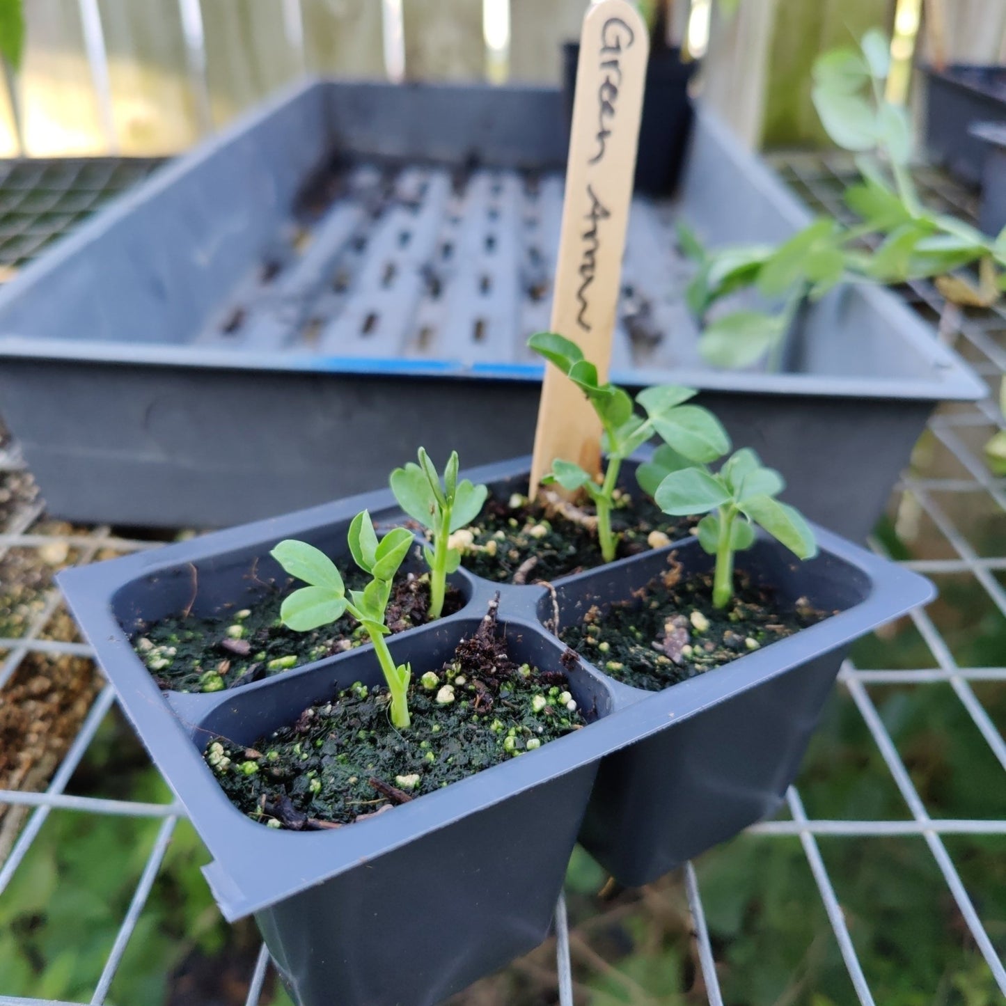 Pea - Green Arrow English Pea - Whitwam Organics