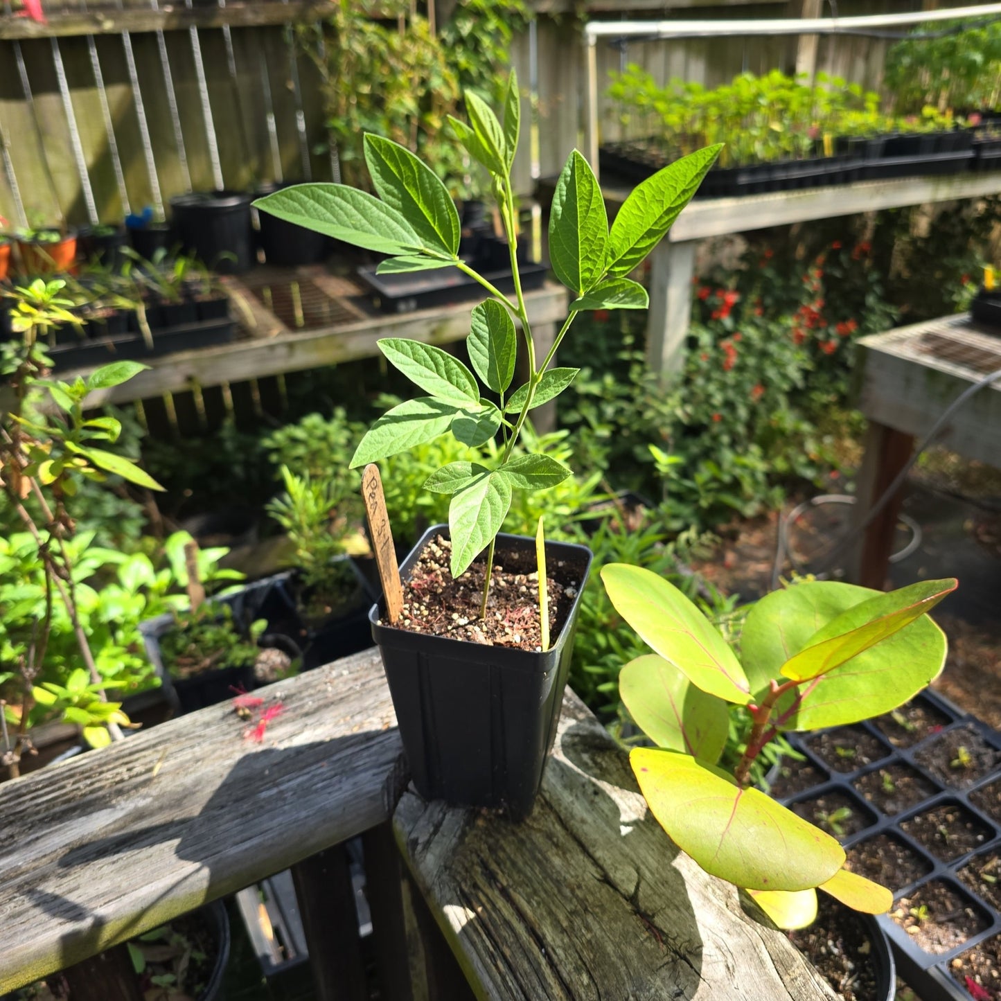 Pea - Pigeon Pea - Whitwam Organics