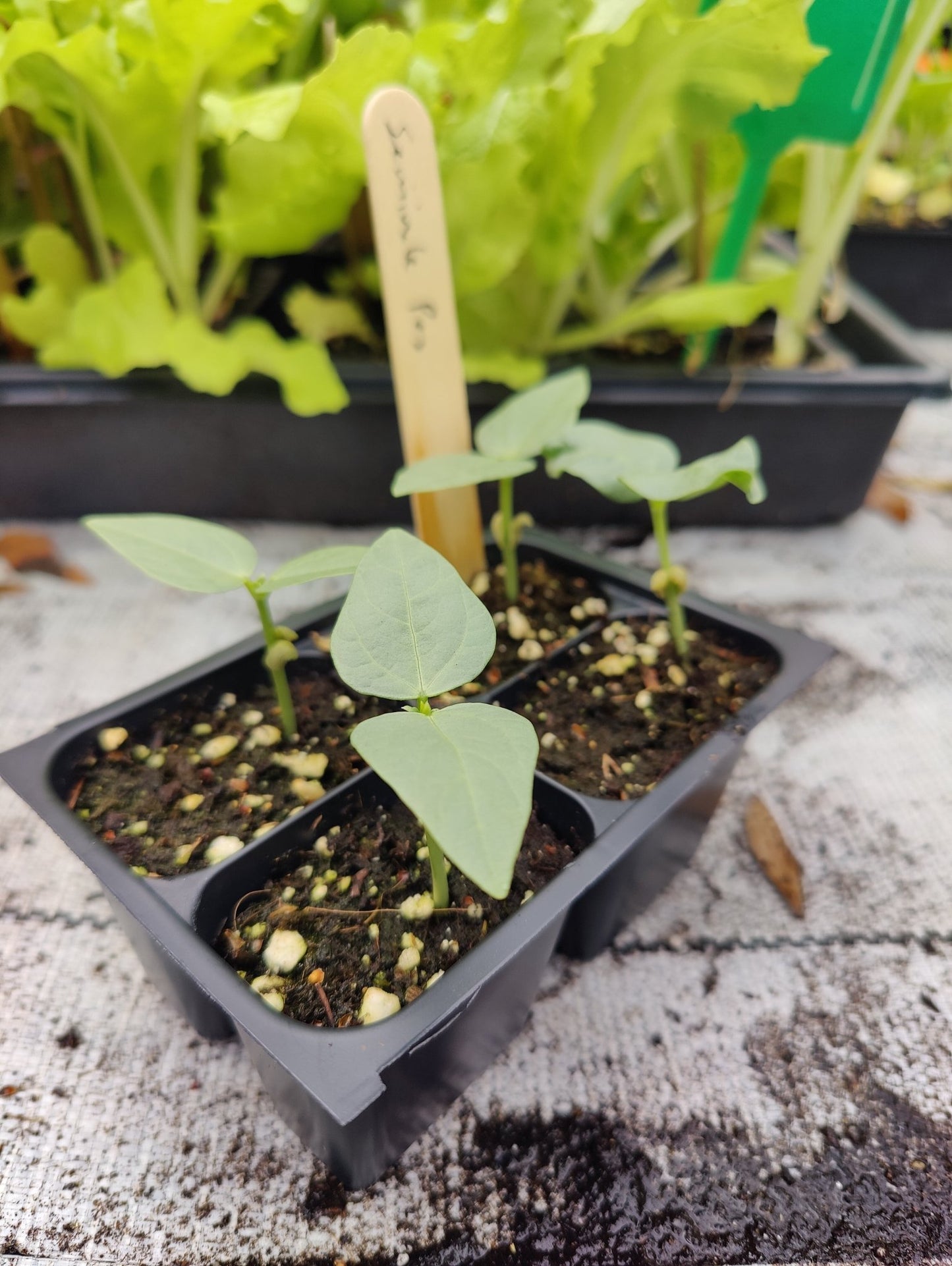 Pea - Southern Seminole Pea - Whitwam Organics