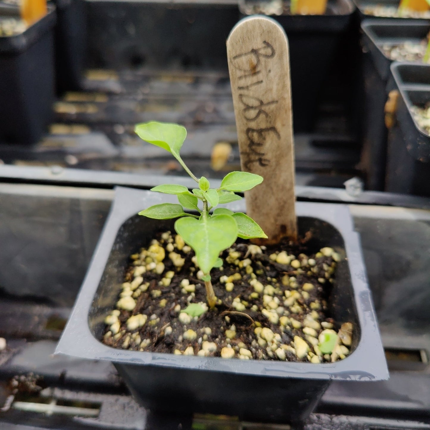 Pepper - Bird’s Eye Chiltepin - Whitwam Organics