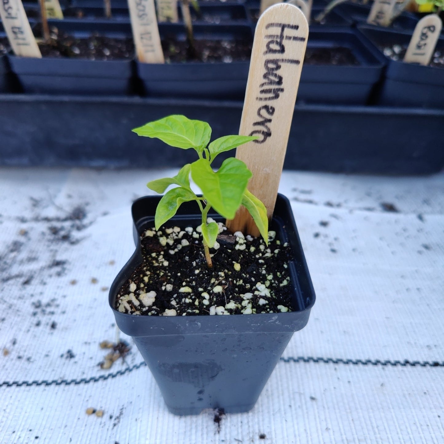 Pepper - Habanero - Whitwam Organics