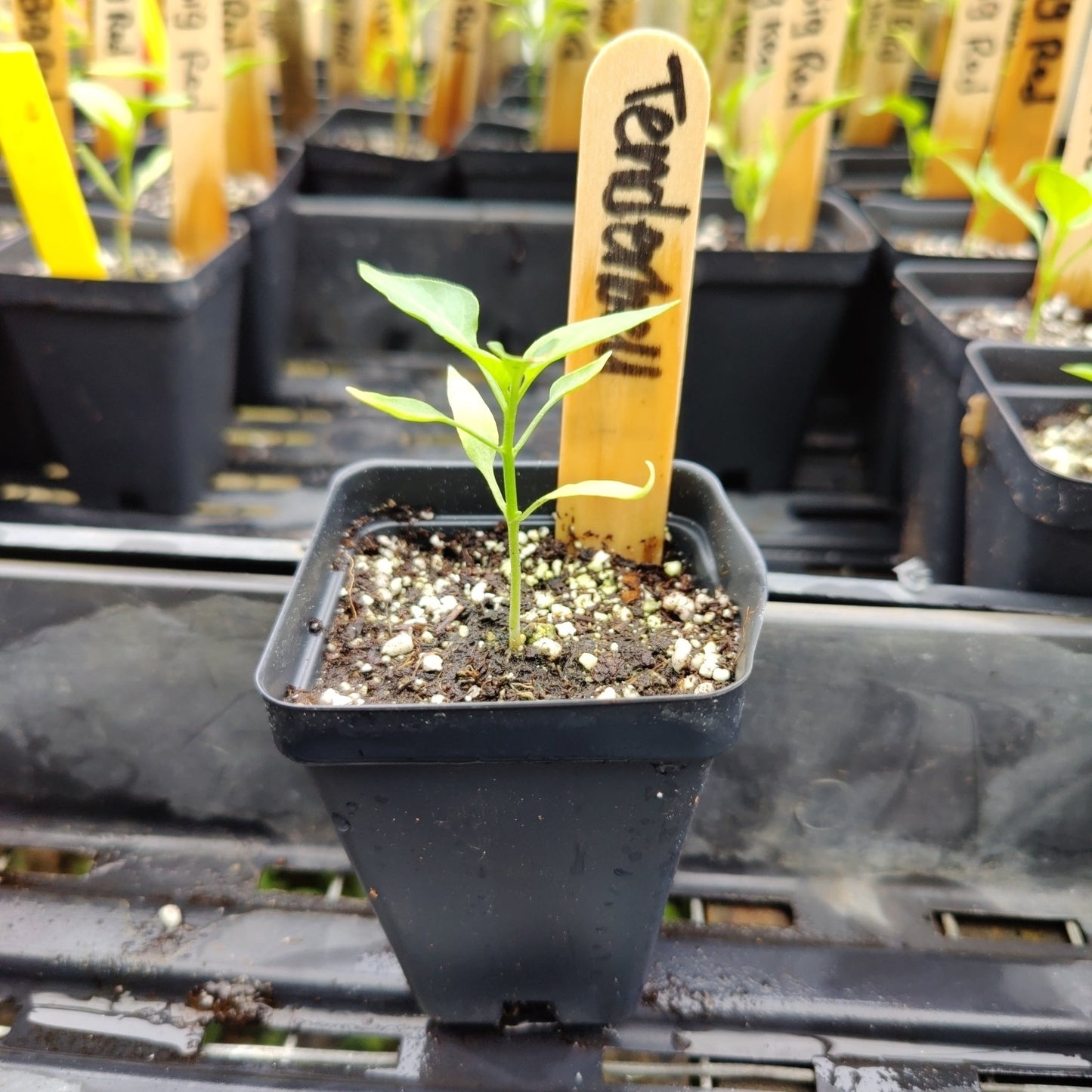 Pepper - Tenderbell Hybrid Mini Bell - Whitwam Organics