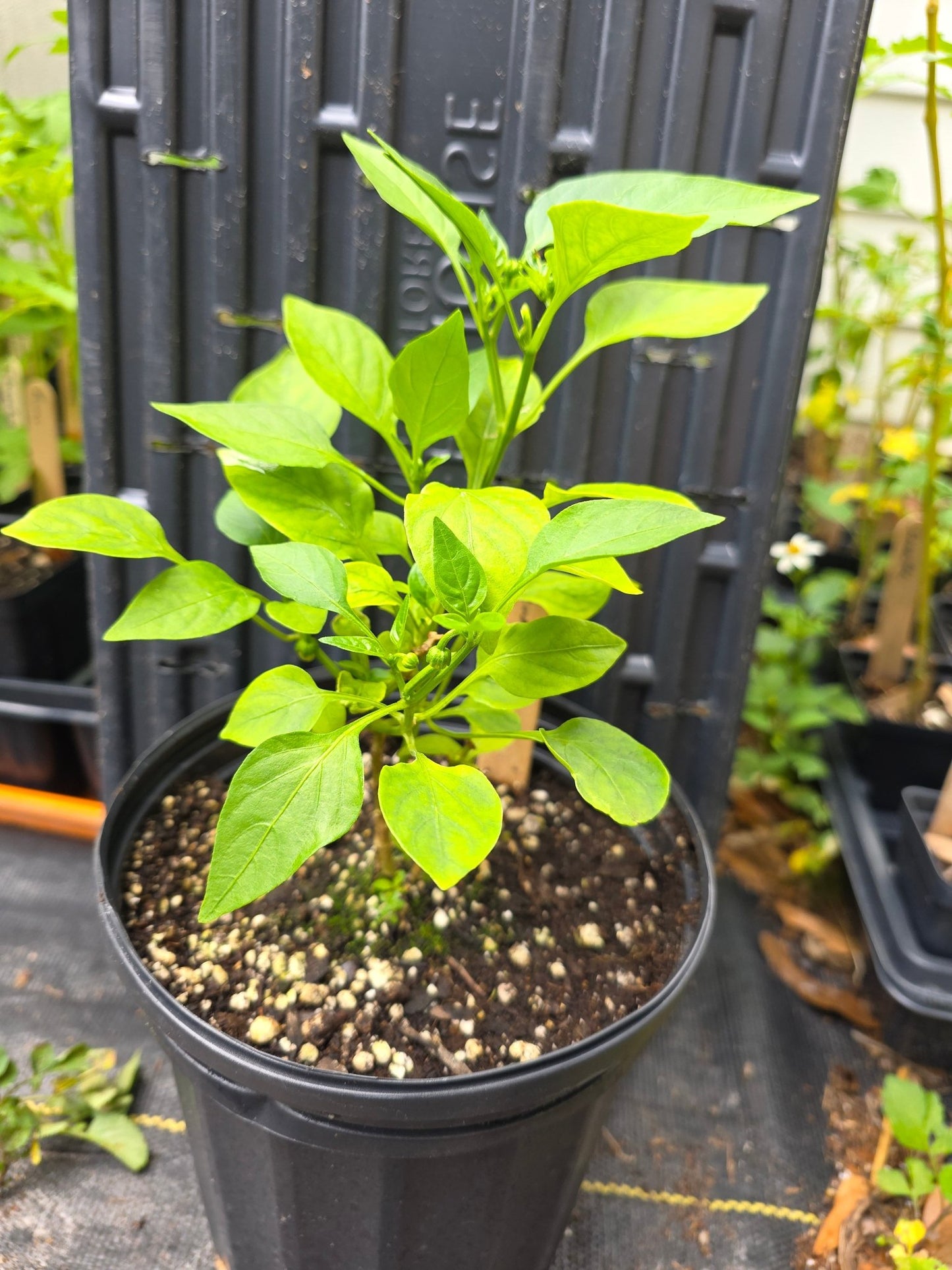 Pepper - Tenderbell Hybrid Mini Bell - Whitwam Organics