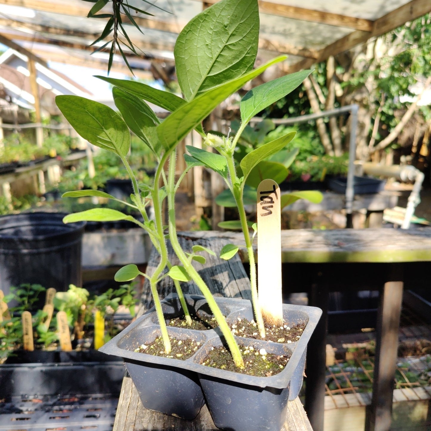 Sesame - Tan Seed - Whitwam Organics