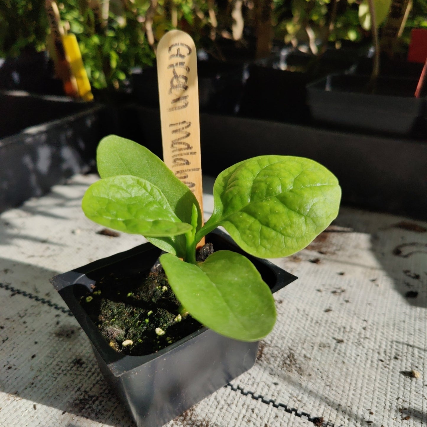 Spinach - Malabar Large Leaf Green Stem - Whitwam Organics