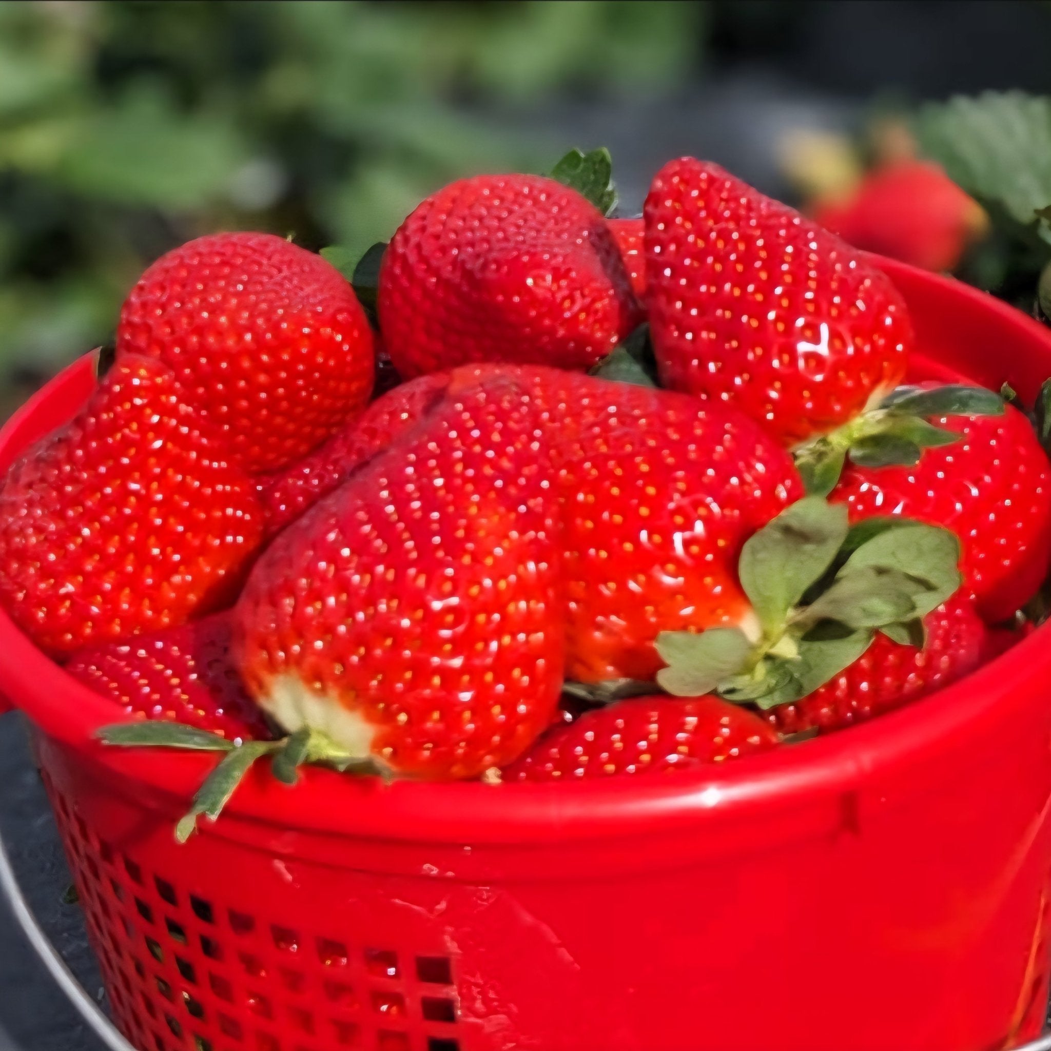 plastic plant florida Strawberry Plants-Florida Encore (Pre-Order Ships October) – Whitwam Organics