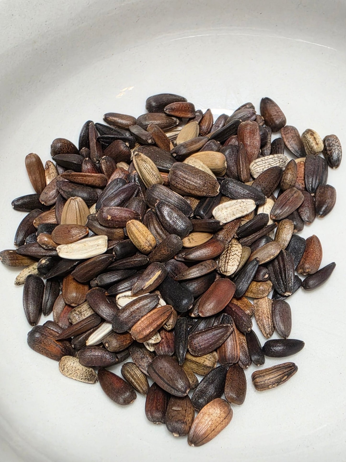 Sunflower - Velvet Queen - Whitwam Organics