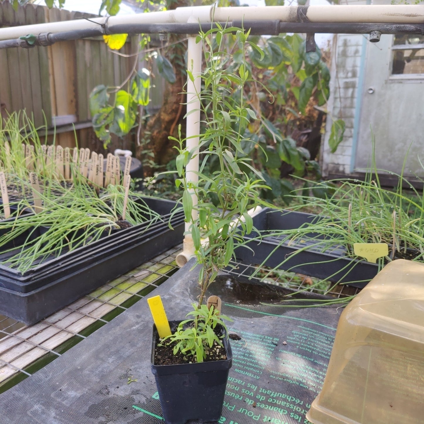 Tarragon - Texas Tarragon - Whitwam Organics